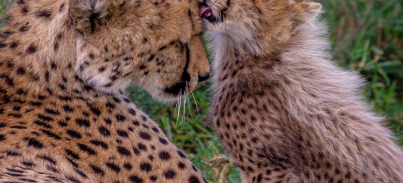 7 Days Rhino Tour Of Ngorongoro Crater
