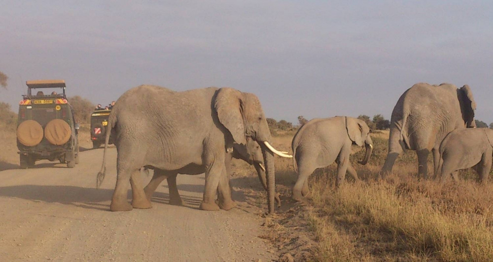 7 Day Serengeti Wildebeest Migration Safari Tour