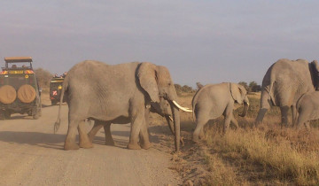 A picture of 7 Day Serengeti Wildebeest Migration Safari Tour
