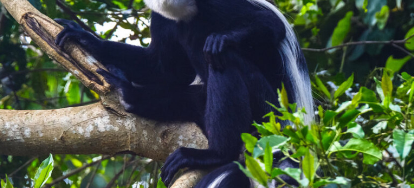 8 Day Rongai Route Kilimanjaro Trek