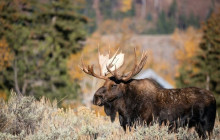 Wild Northern Journey6