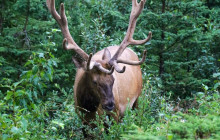 Wild Northern Journey14