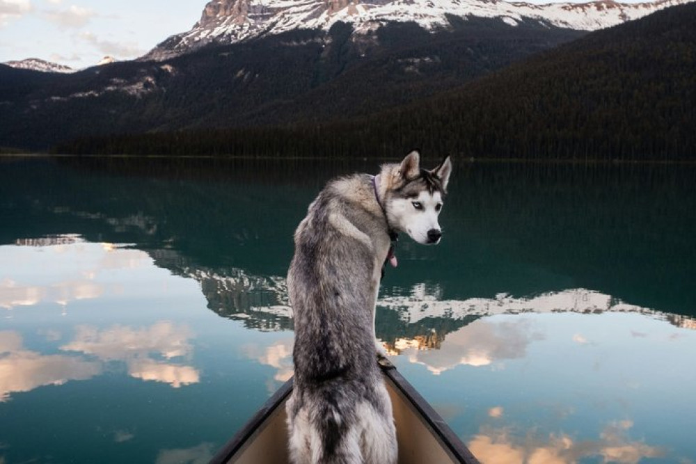 12 Iconic Stops: Banff & Yoho Premium Small Group Guided Tour