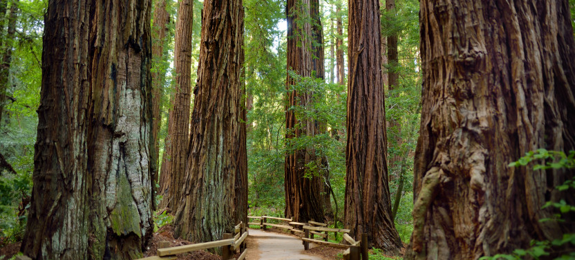 San Francisco Combo Alcatraz & Muir Woods Tour
