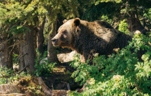 Bearly There Tours8