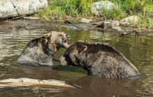 Bearly There Tours2