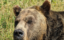 Bearly There Tours14