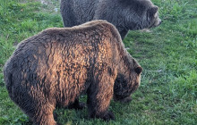 Bearly There Tours22