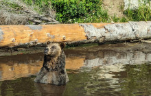 Bearly There Tours24
