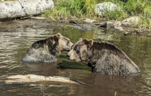Bearly There Tours25