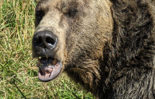 Bearly There Tours8