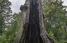 Bearly There Tours68