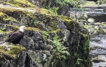 Bearly There Tours36