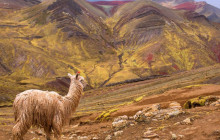 Izi Peru4