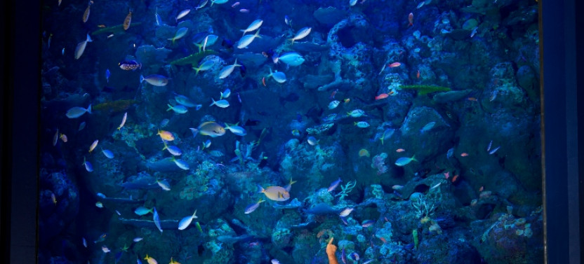 Night at the Aquarium Tour