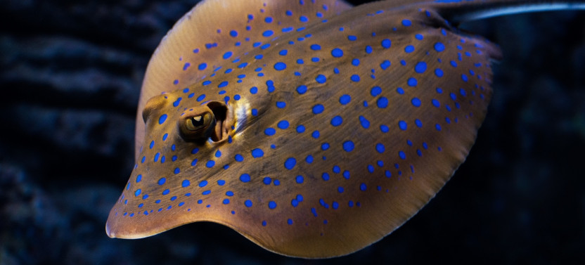 Night at the Aquarium Tour