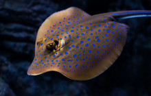 Cairns Aquarium and Reef Research Centre3