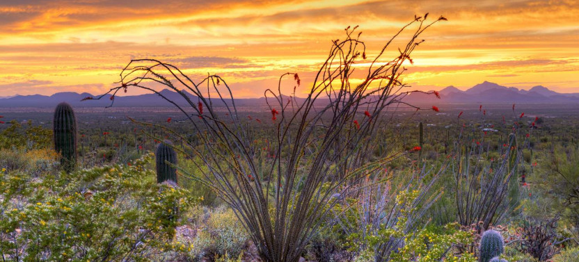 Saguaro National Park Self-Guided Driving Audio Tour