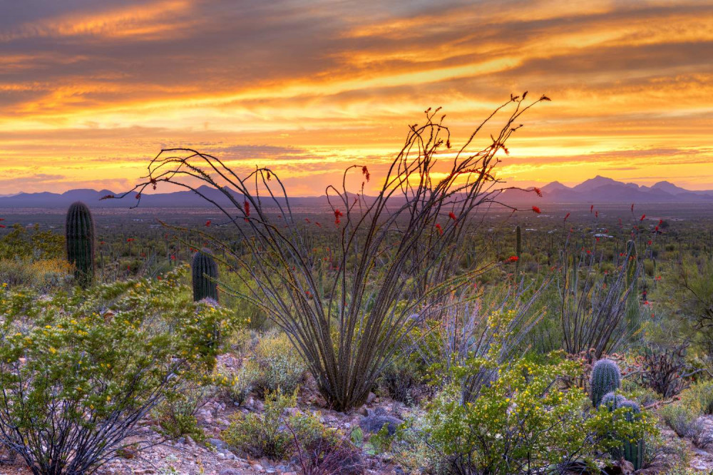 Saguaro National Park Self-Guided Driving Audio Tour