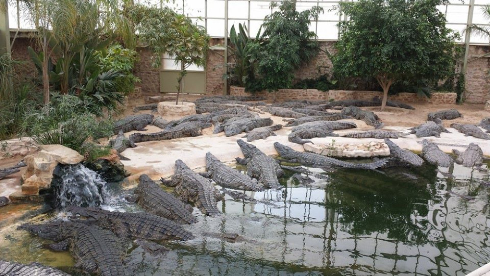 Djerba Explore : Le Parc Aux Crocodiles