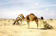 Départ Travel Services7