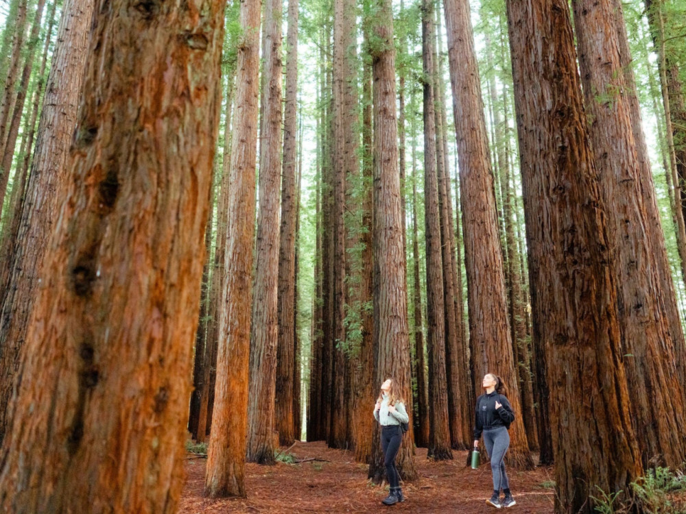 Small-Group Yarra Valley Wildlife & Redwood Forest Day Tour
