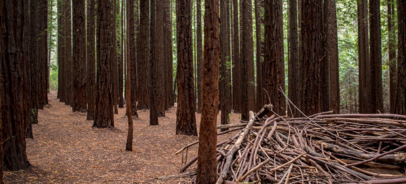 Small-Group Yarra Valley Wildlife & Redwood Forest Day Tour