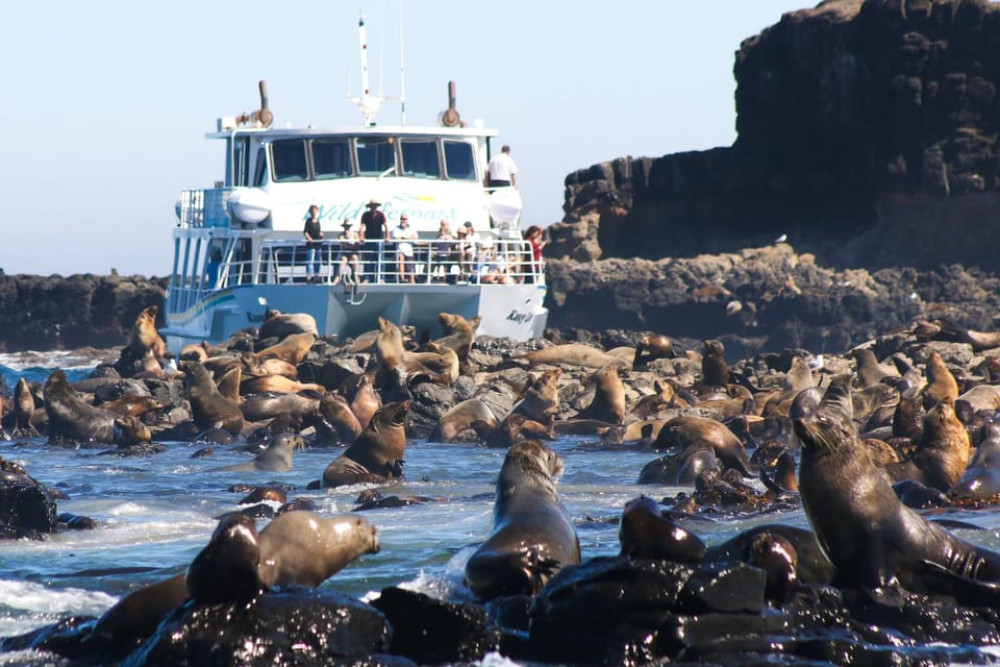 Phillip Island Wildlife Cruise And Penguins Tour With Penguin Plus