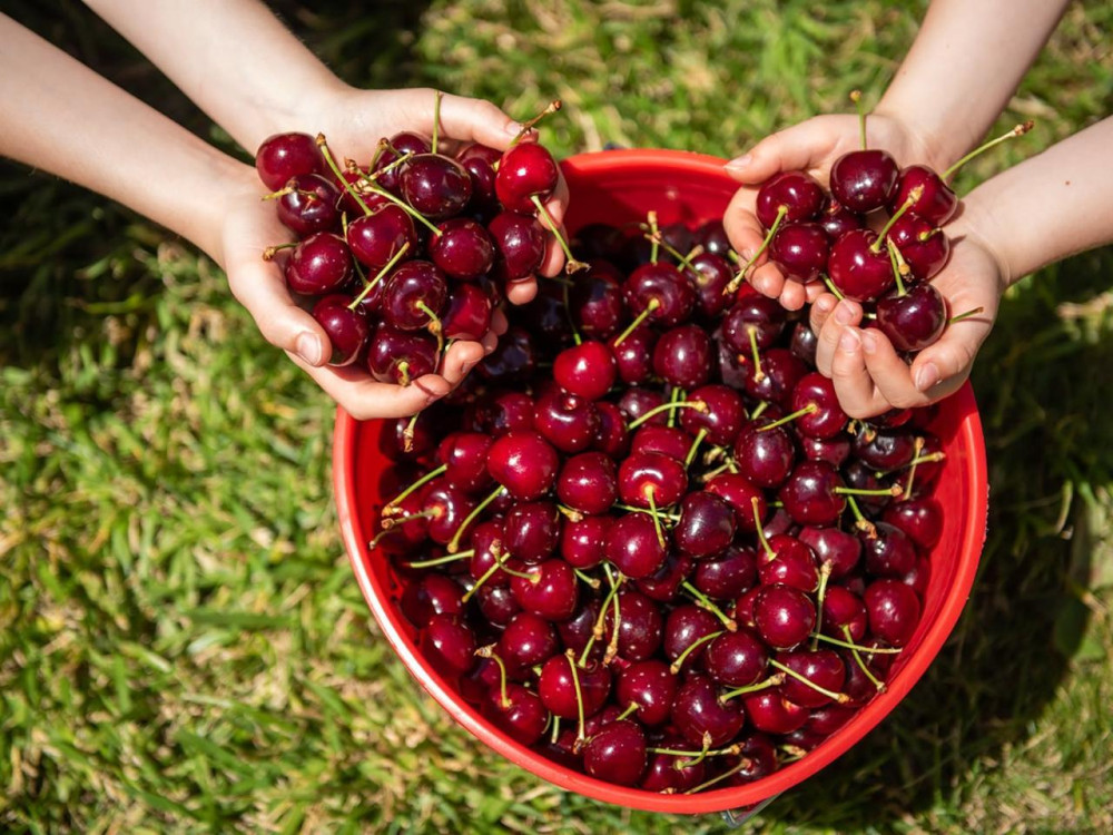 Christmas In The Valley With Cheese, Cherries & Chocolate Tastings