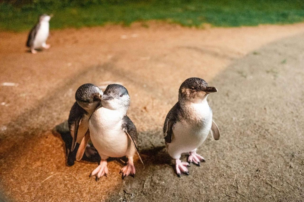 Phillip Island Wildlife Discovery And Penguins Tour From Melbourne