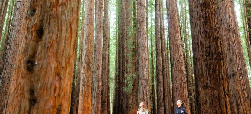 Yarra Valley Wine And Redwoods