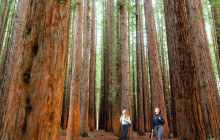 Local Way Tours1