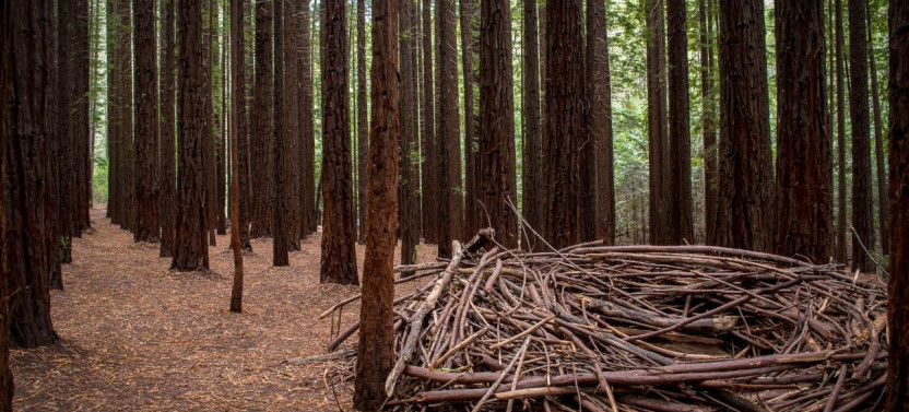 Yarra Valley Wine And Redwoods