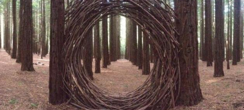 Yarra Valley Wine And Redwoods