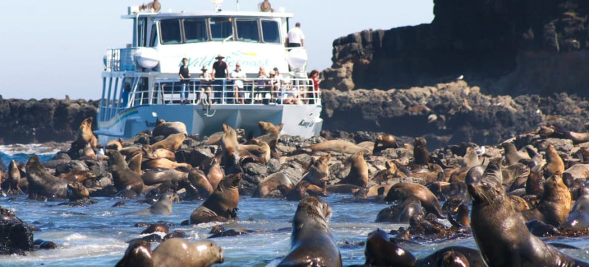Phillip Island Wildlife Cruise And Penguins Tour From Melbourne