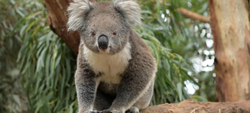Phillip Island Wildlife Cruise And Penguins Tour From Melbourne