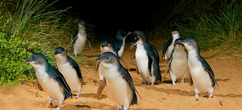 Phillip Island Cruise Shore Excursion with Lunch, Koalas & Penguin Parade