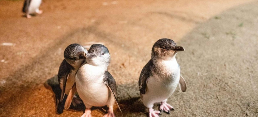 Phillip Island Wine And Penguin Tour From Melbourne