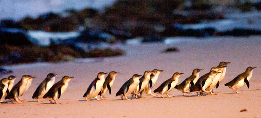 Evening Phillip Island Winery Tour With Premium Penguin Parade Seating