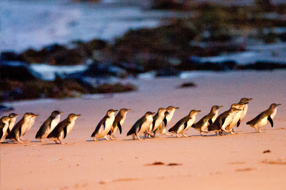 Evening Phillip Island Winery Tour With Premium Penguin Parade Seating