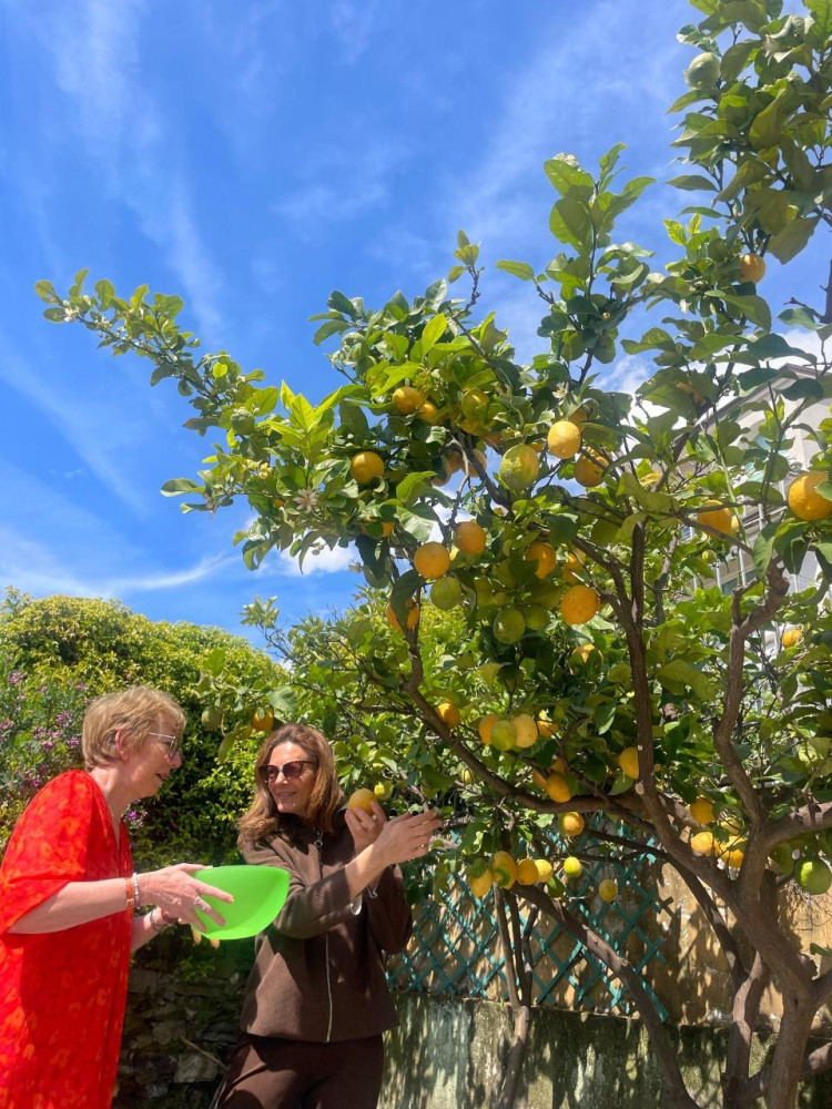 Limoncello & Local Secrets: A Hands-On Experience in Liguria