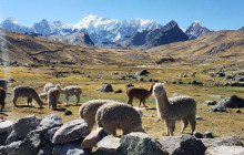 Izi Peru7