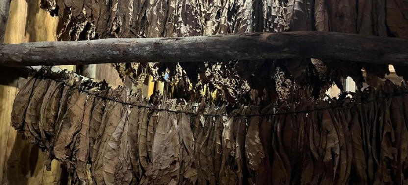 Puerto Plata Rum and Cigar Experience for Adults Only