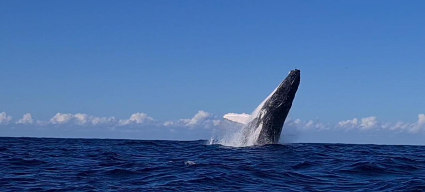 Afternoon Whale Watching Cruise With Hydrophone in Cleveland Bay