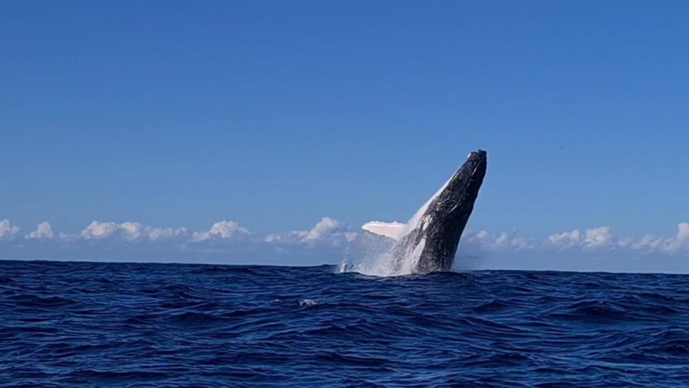 Afternoon Whale Watching Cruise With Hydrophone in Cleveland Bay
