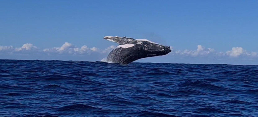 Afternoon Whale Watching Cruise With Hydrophone in Cleveland Bay