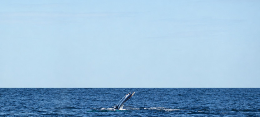 Afternoon Whale Watching Cruise With Hydrophone in Cleveland Bay