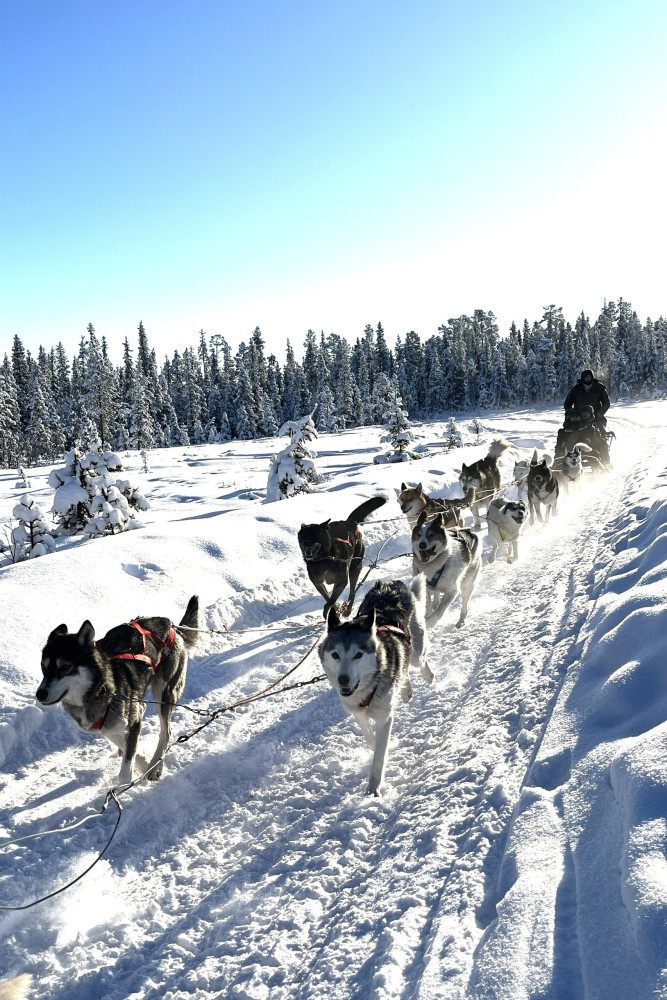 Husky Dog Sled Tour with Coffee Break & Transfer