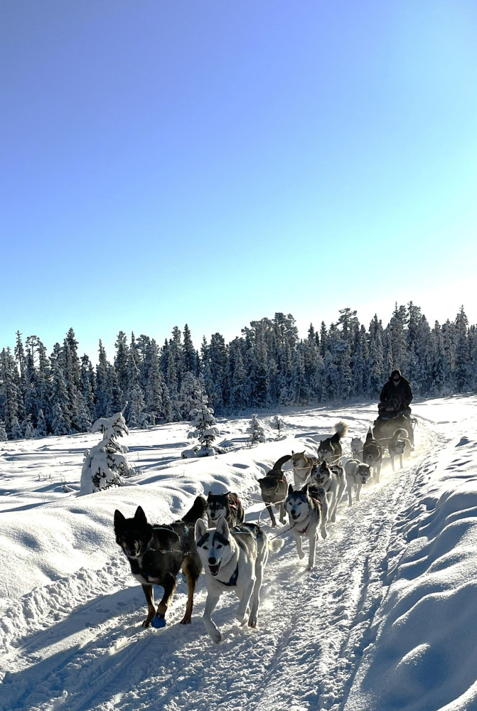 Husky Dog Sled Tour with Lunch Break & Transfer