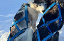 Jukkasjärvi Vildmarks Turer AB5